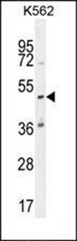 KATL1 antibody