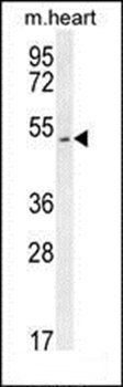 SLC10A4 antibody