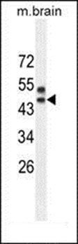 SPRED3 antibody
