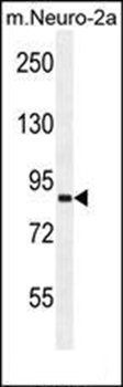 VWA3B antibody
