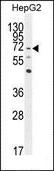 LRRC33 antibody
