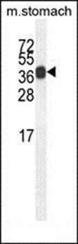SYT8 antibody