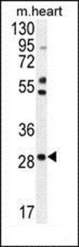 RNF183 antibody