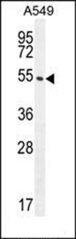 C1orf51 antibody