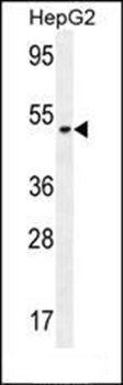 SERPINI1 antibody