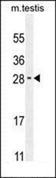 RELL2 antibody