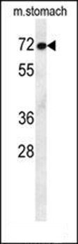 MCAF2 antibody