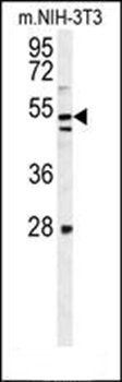 K1609 antibody