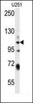 WWC3 antibody