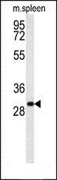 RTP1 antibody