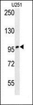 ZNF197 antibody
