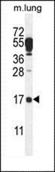 C14orf126 antibody