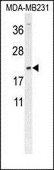 DMRTC1 antibody
