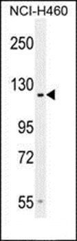 GPR144 antibody