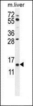 GTSF1 antibody
