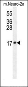 LCN10 antibody