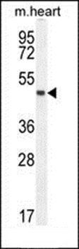 LRRC34 antibody