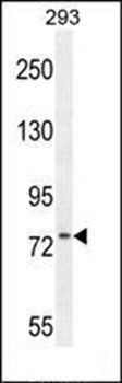 ZNF611 antibody