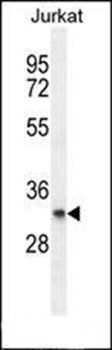 PRRG3 antibody