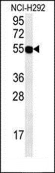 ZNF492 antibody