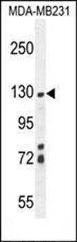 ZSWIM6 antibody