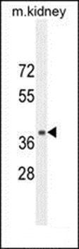 NPSR1 antibody