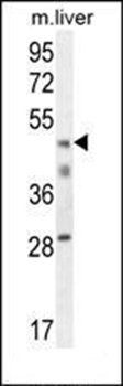 H2AFY2 antibody