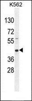 RPH3AL antibody