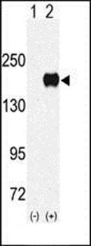 EHMT1 antibody