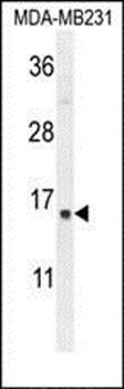 SPRR2A antibody