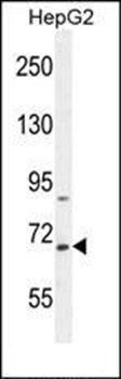 BUD13 antibody