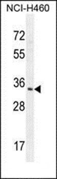 RNT2 antibody