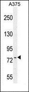 ANR44 antibody