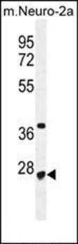 CF153 antibody