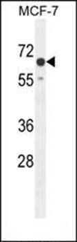 CO027 antibody
