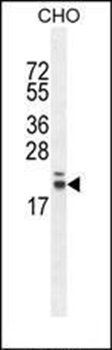 RN185 antibody