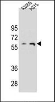 THUM3 antibody