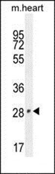 VGLL2 antibody