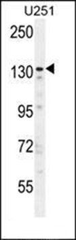ZNF536 antibody