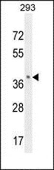 OR8B8 antibody