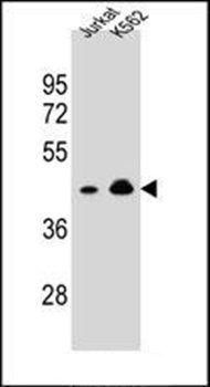 OR10A4 antibody