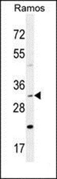 DNAJB13 antibody