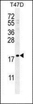 LCE1A antibody