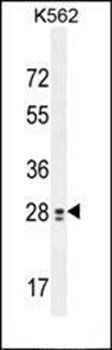TEX13B antibody