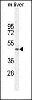 tcag7.977 antibody