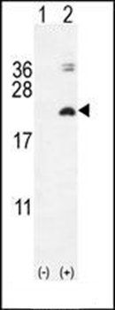 IL17F antibody