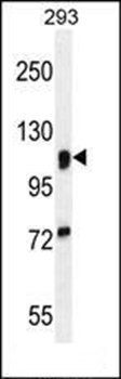 MAN2A1 antibody