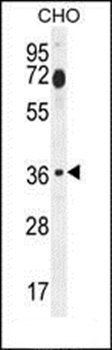 FOSL2 antibody
