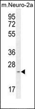 RT34 antibody