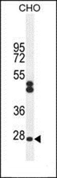 CF062 antibody